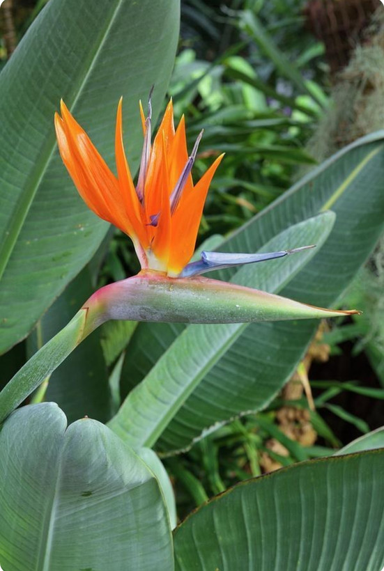 کود مخصوص امریکایی