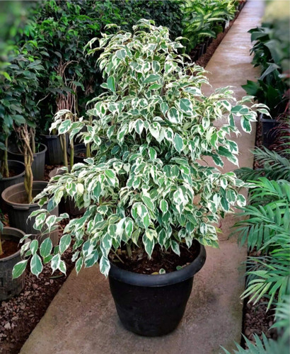 کود امریکایی