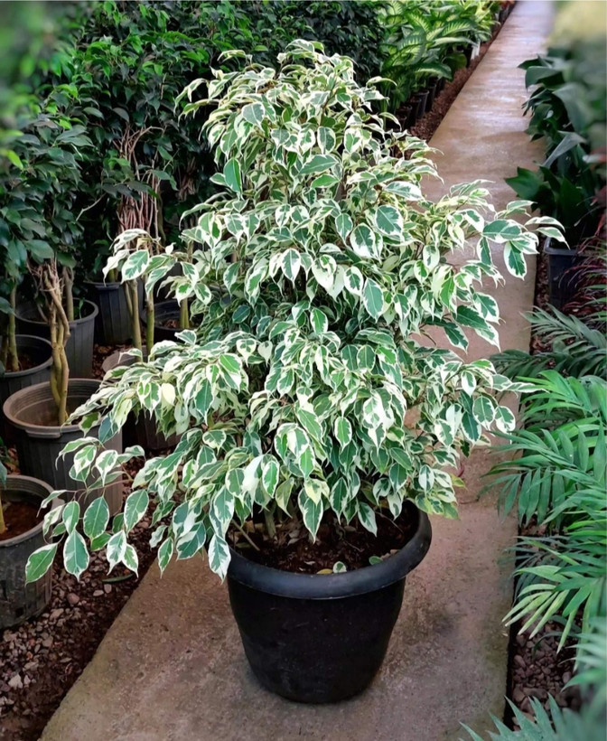 کود امریکایی