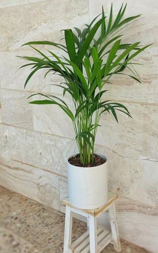 اصل امریکایی