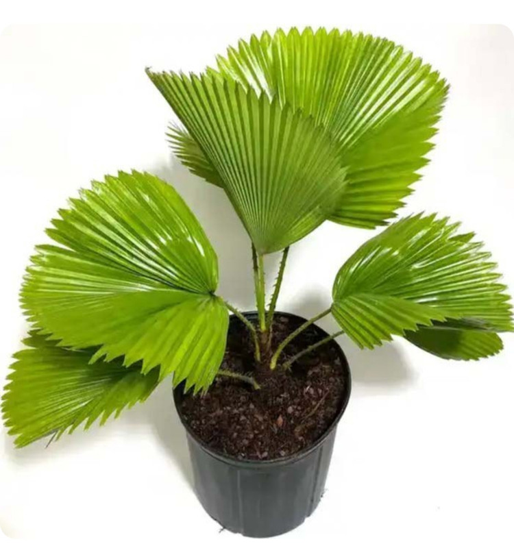 کود اصل امریکایی