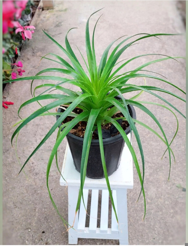 کود اصل امریکایی