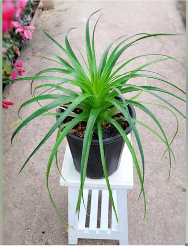 کود اصل امریکایی