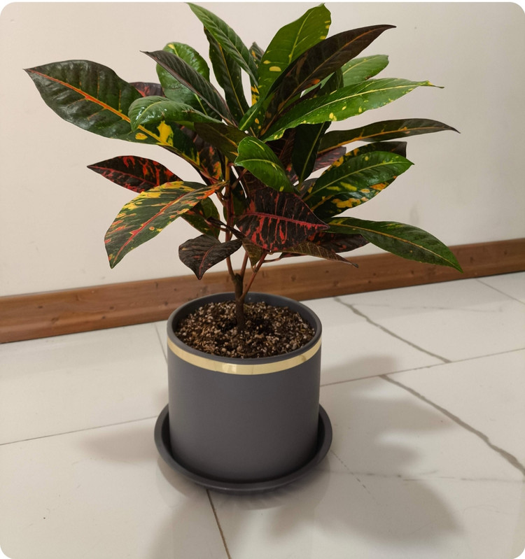 کود امریکایی