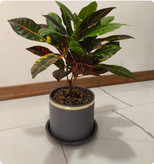 کود امریکایی