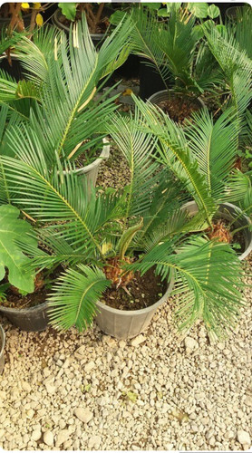 اصل امریکایی