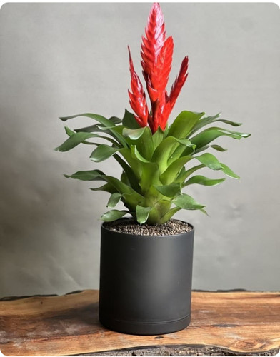 کود اصل امریکا