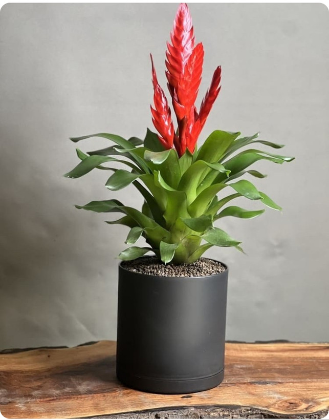 کود اصل امریکا