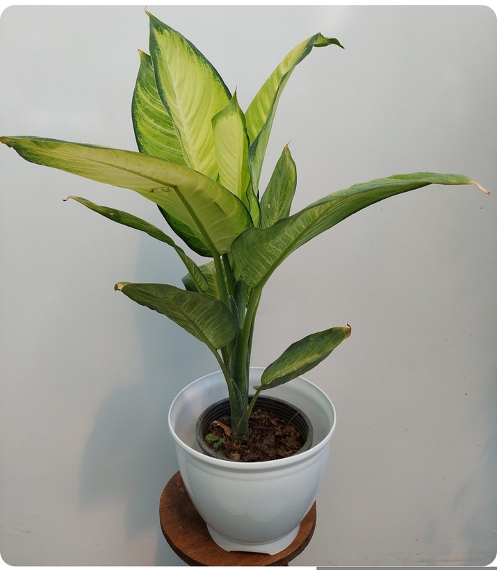 کود اصل امریکایی