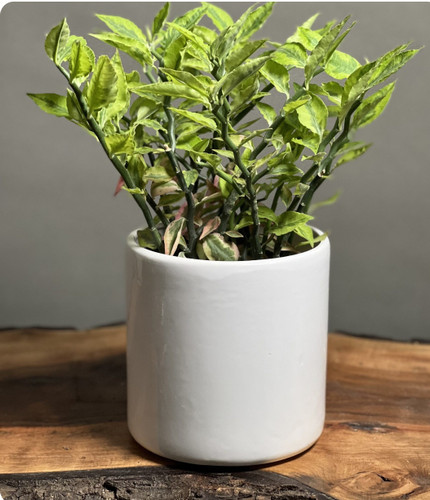 کود اصل امریکا