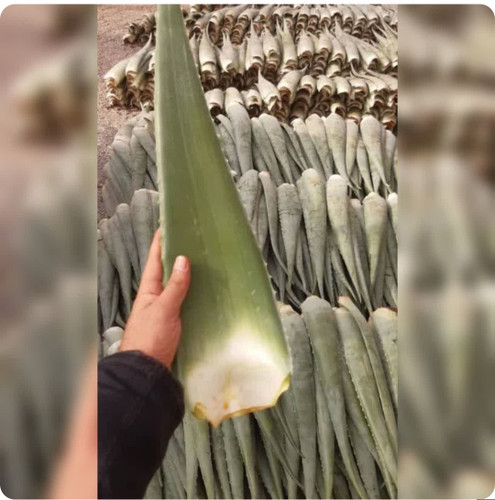 کود اصل امریکایی