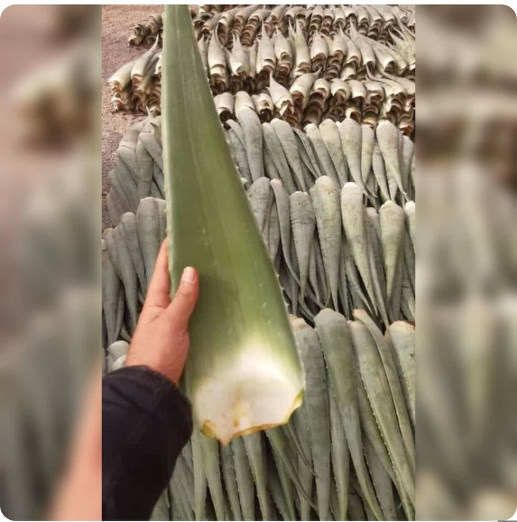 کود اصل امریکایی