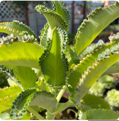 کود اصل امریکایی خارجی