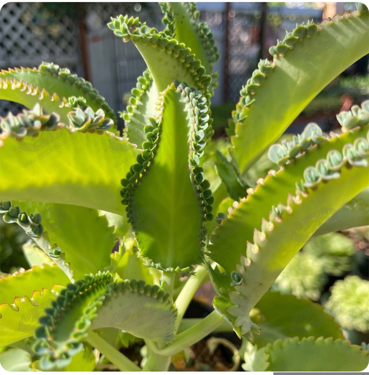 کود اصل امریکایی خارجی