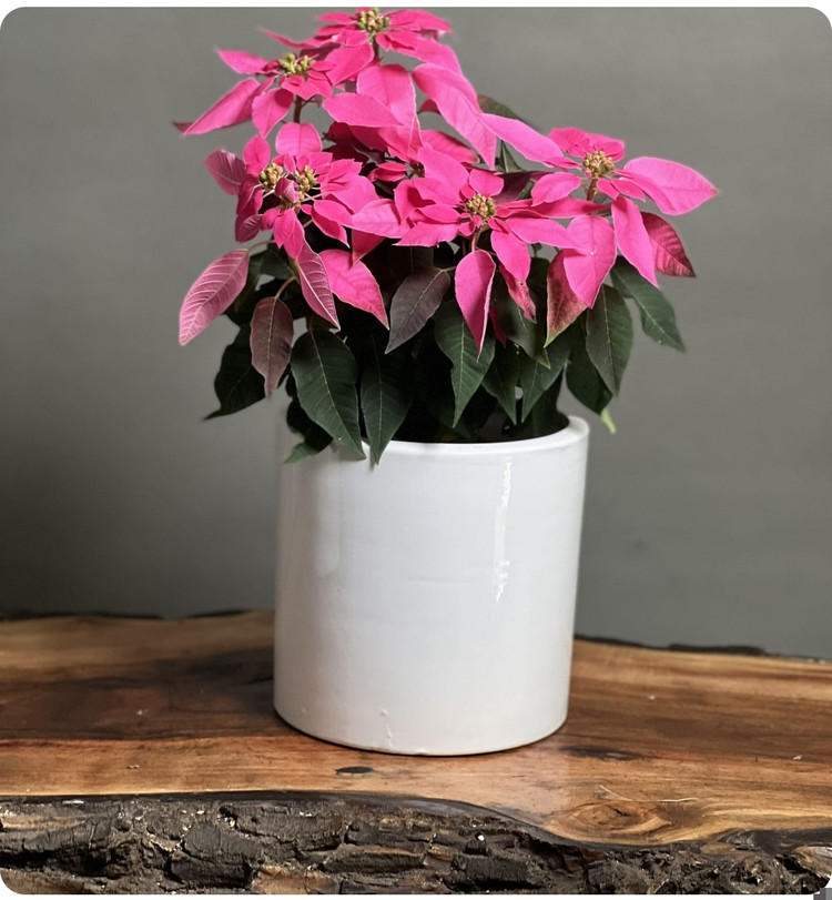 کود اصل امریکایی