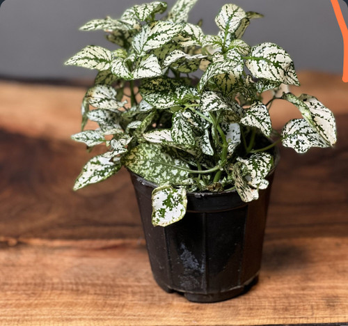 کود امریکایی