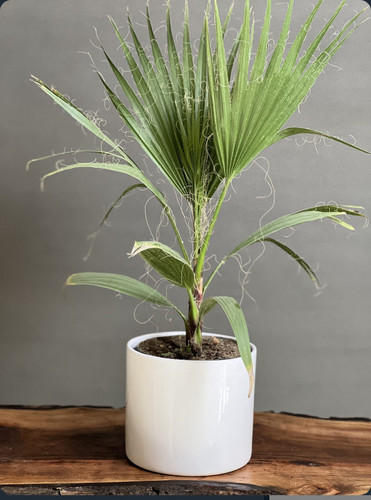 کود اصل امریکایی