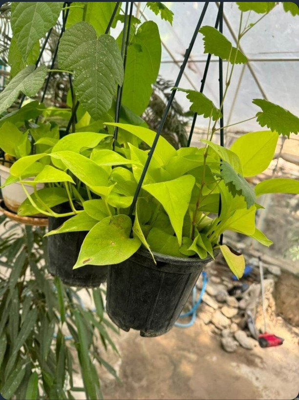 کود امریکایی