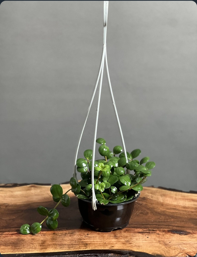 گیاه کود اصل