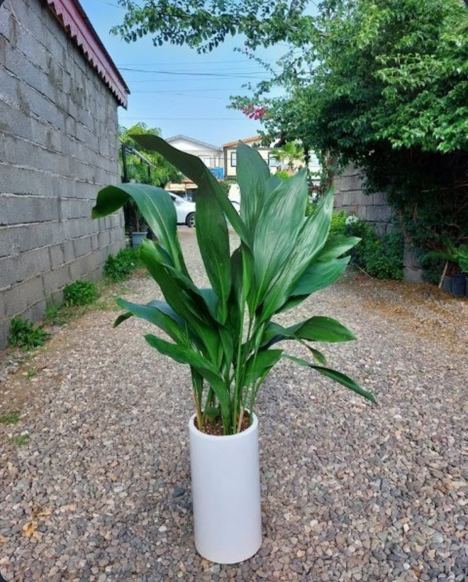 کود اصل امریکایی