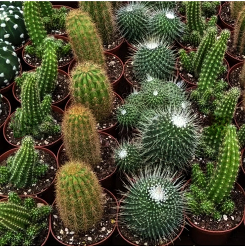 کود اصل امریکایی