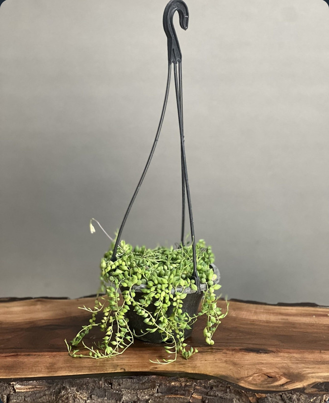 کود مخصوص گل