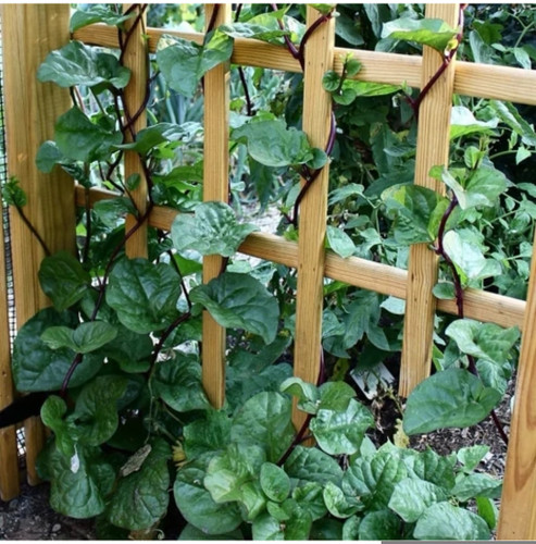 کود شوک امریکایی