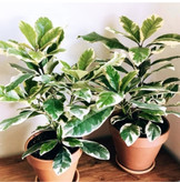 کود شوک امریکایی