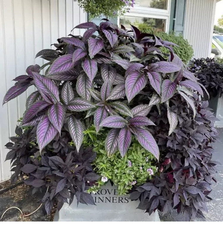 کود شوک امریکایی