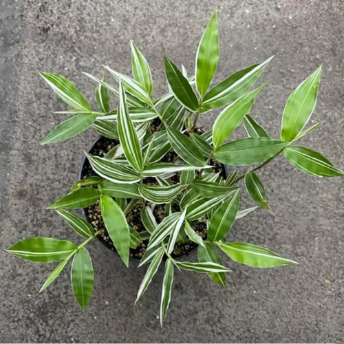 کود شوک امریکایی