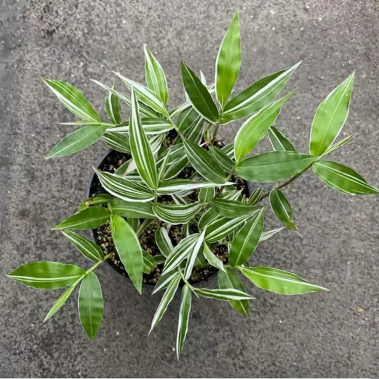 کود شوک امریکایی