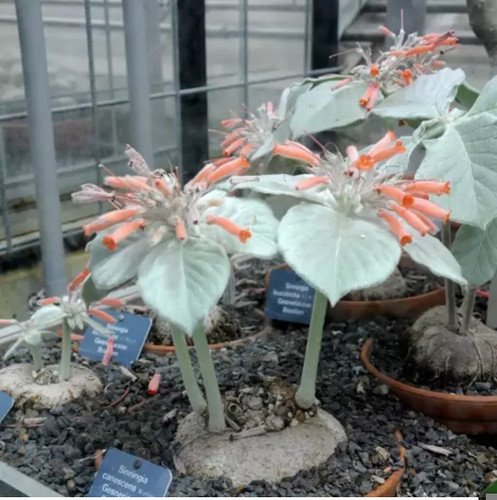 کود شوک امریگایی