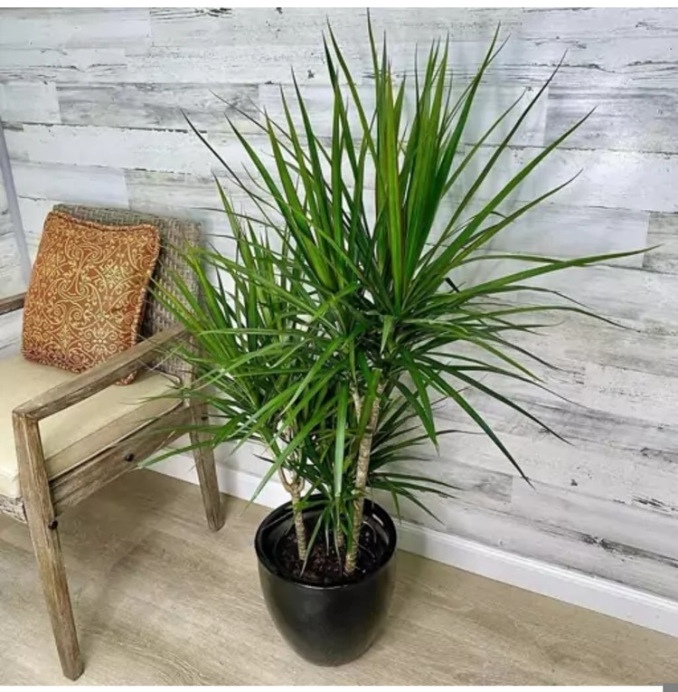 کود مخصوص شوک