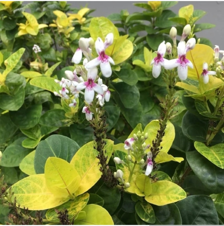 کود شوک امریکایی