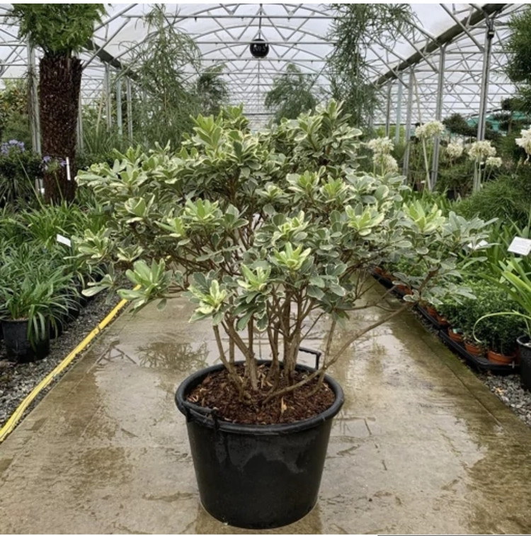 کود شوکامریکایی