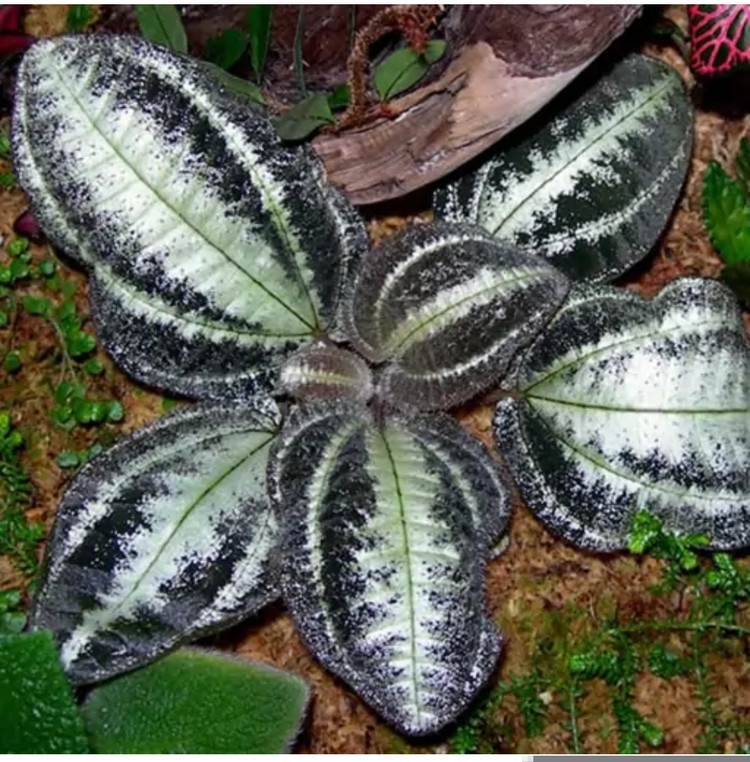 کود شوک امریکایی