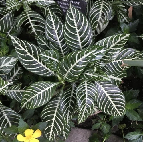 کود شوک امریکایی