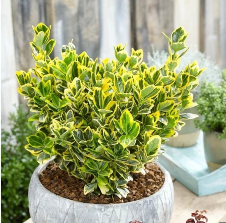 کود شوک امریکایی