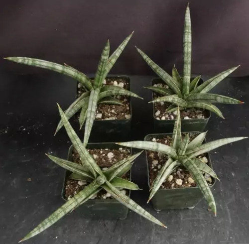 کود شوک امریکایی