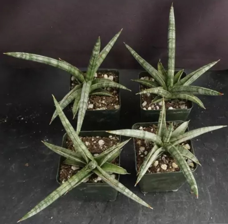 کود شوک امریکایی