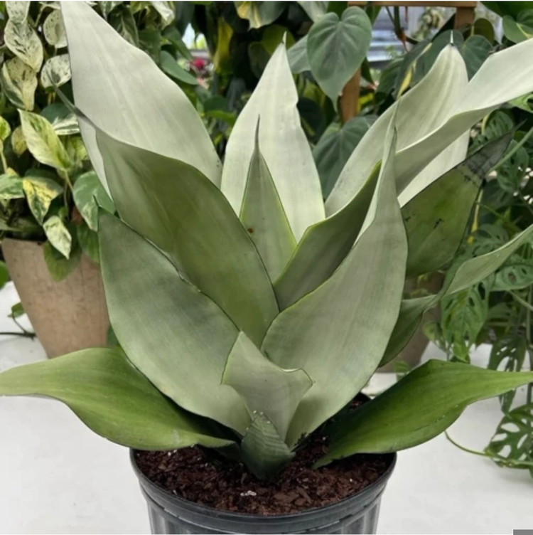 کود شوک امریکایی