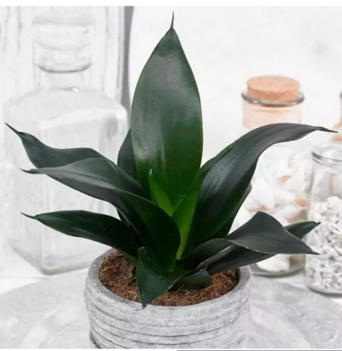 کود شوک امریکایی