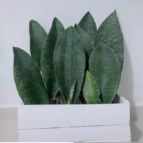 کود شوک امریکایی