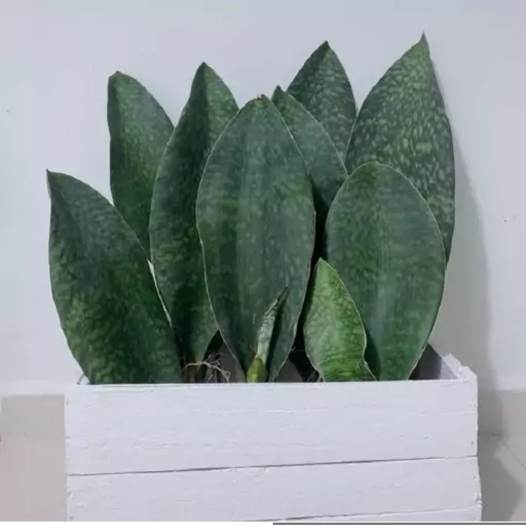 کود شوک امریکایی