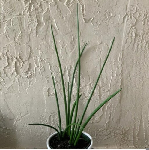 کود شوک امریکایی