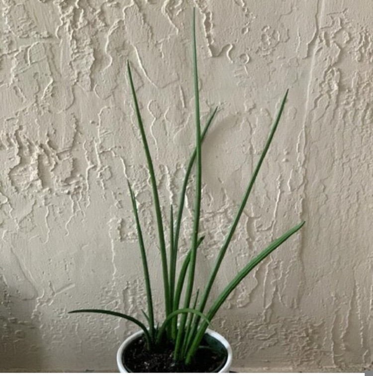 کود شوک امریکایی