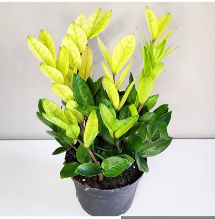 کود شوک امریکایی