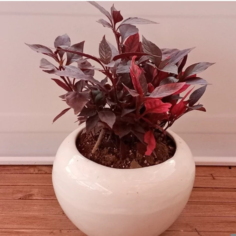 کود شوک امریکایی