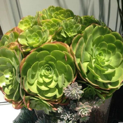 کود شوک امریکایی