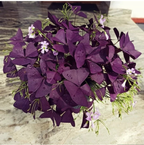 کود شوک امریکایی